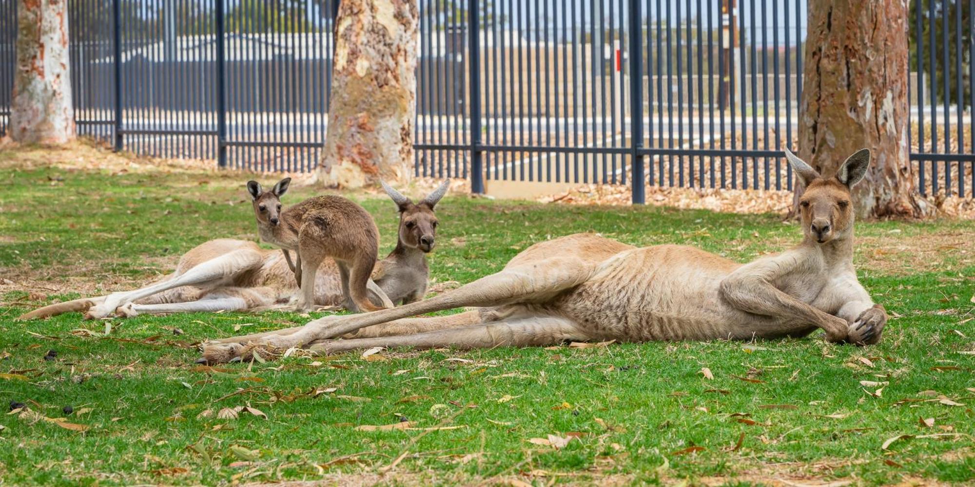 Kalbarri Tudor Holiday Park ภายนอก รูปภาพ